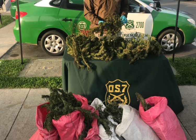 OS 7 de Chillán decomisó 17 kilos de marihuana en Trehuaco: hay dos detenidos