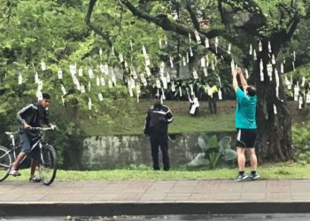 Árboles de dinero sorprenden a habitantes de 3 ciudades en Colombia