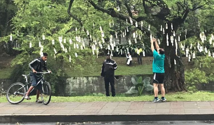 Árboles de dinero sorprenden a habitantes de 3 ciudades en Colombia