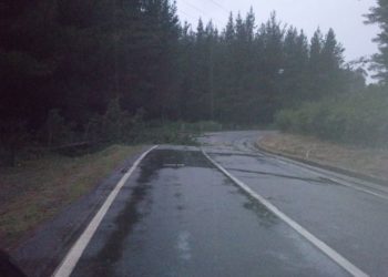 Caída de un árbol complicó el tránsito en camino Quirihue a Cobquecura