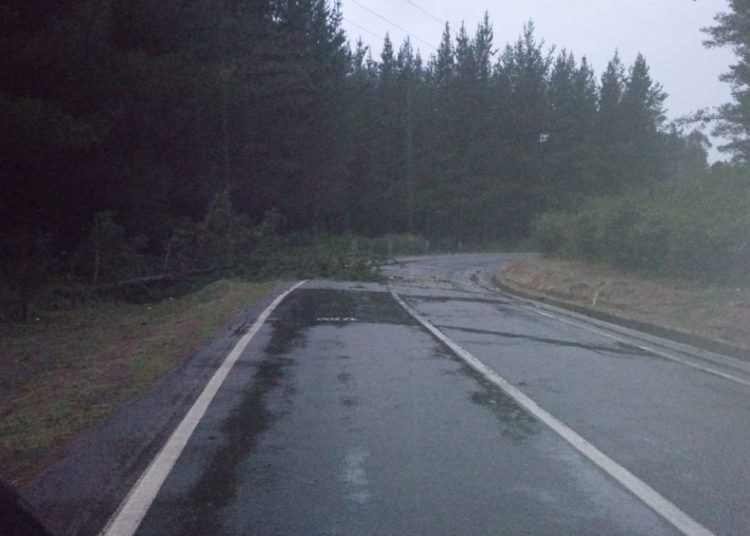 Caída de un árbol complicó el tránsito en camino Quirihue a Cobquecura