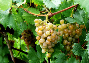 Pronóstico de lluvias obligan a suspender la Fiesta de la Vendimia Guarilihue 2018