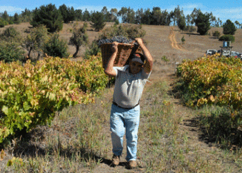 En la plaza de Ninhue se realizará la fiesta de la vendimia este domingo