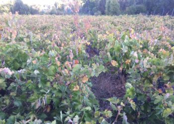 En sector Los Remates de Quirihue será la fiesta demostrativa de la Vendimia tradicional éste sábado