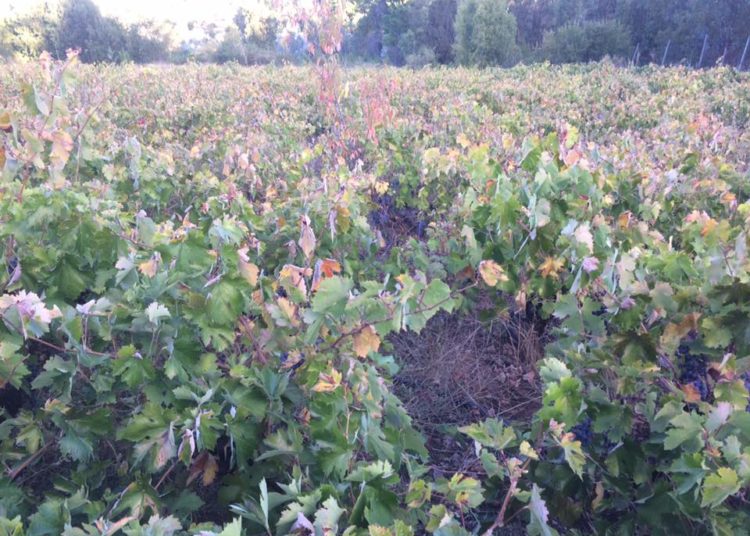 En sector Los Remates de Quirihue será la fiesta demostrativa de la Vendimia tradicional éste sábado