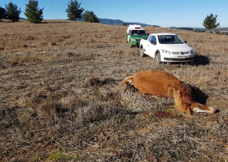 Asesinan con un disparo de escopeta una yegua en las cercanías de Quirihue