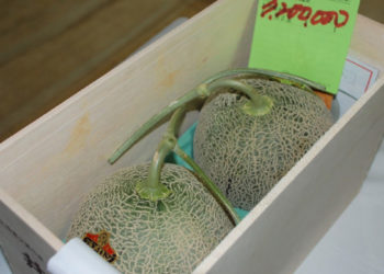 ¿Las paltas están caras?: Estos melones fueron vendidos por 18 millones de pesos en Japón