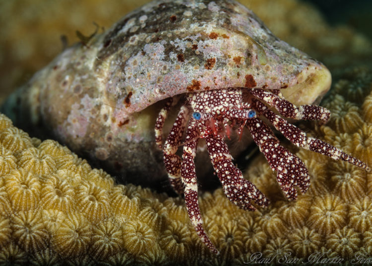 Médico chillanejo triunfó en Concurso internacional de fotografía submarina en Cuba