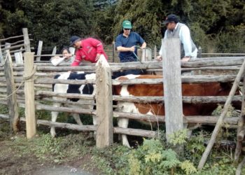 Municipio de Cobquecura reactiva vacunación de animales tras brote de “carbunclo”
