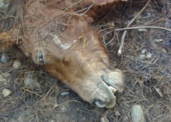«Cuatreros» atacaron de nuevo en sector rural de Guarilihue en Coelemu y mataron 3 caballos