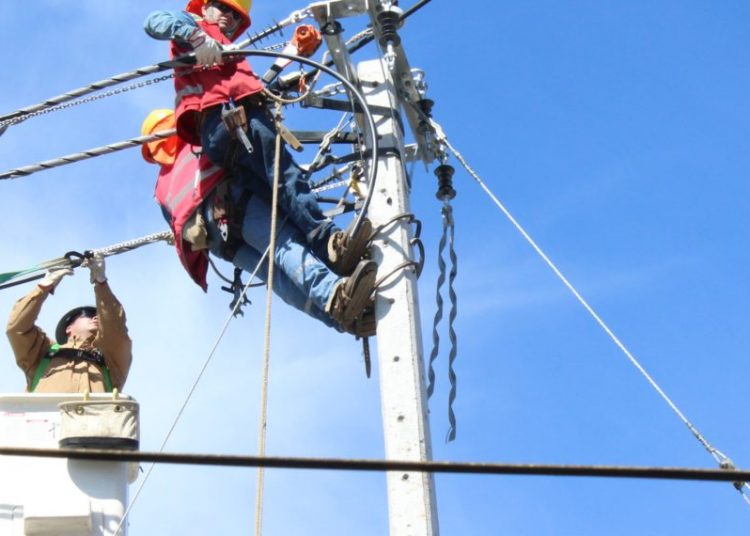 Caída de árbol sobre tendido eléctrico provoca corte de luz en Cobquecura
