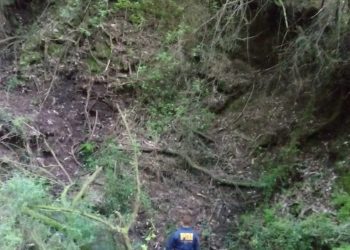 Obreros forestales encontraron osamentas humanas en sector rural cercano a Cobquecura