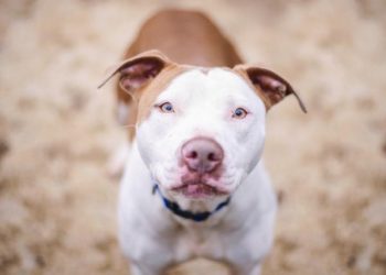 Niña de 6 años resultó con grave herida en su rostro al ser atacada por un «pitbull» en Cobquecura