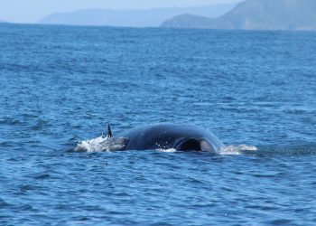 Comenzó la temporada de avistamiento de ballenas Sei en Cobquecura