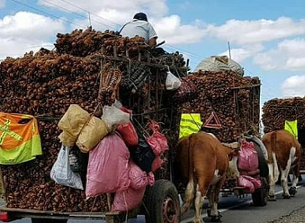 Organizan compra masiva de cochayuyo a familia mapuche Meñaco impedida por el municipio de vender