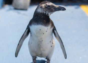 Pingüino magallánico cuyas heridas necesitaron 35 días de rehabilitación será liberado en Talcahuano