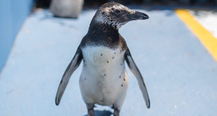 Pingüino magallánico cuyas heridas necesitaron 35 días de rehabilitación será liberado en Talcahuano
