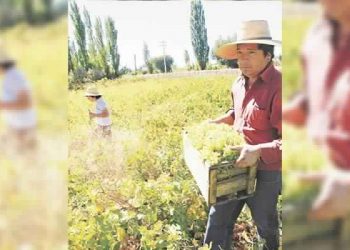 Viñateros de Itata y Ñuble se reunían hoy con ministros de Agricultura y Economía