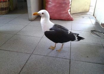 Murió la gaviota más longeva del mundo que vivía en Coelemu