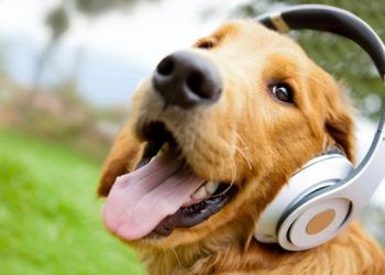 Crean una radio especialmente dedicada a los perros
