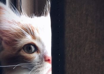 ¿Es más recomendable mantener a los gatos dentro del hogar o dejarlos salir a la calle?