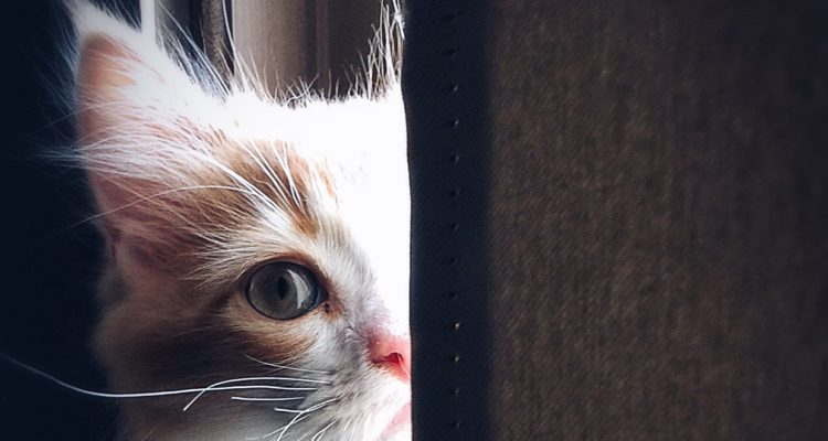 ¿Es más recomendable mantener a los gatos dentro del hogar o dejarlos salir a la calle?