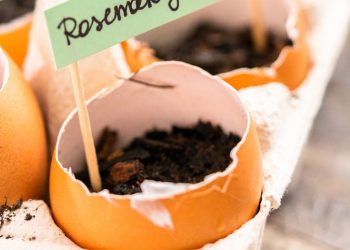 No tires tus cáscaras de huevo: podrían ser el material para una novedosa batería