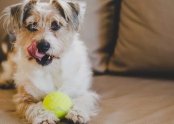 Cómo cuidar a las mascotas durante las celebraciones de Año Nuevo