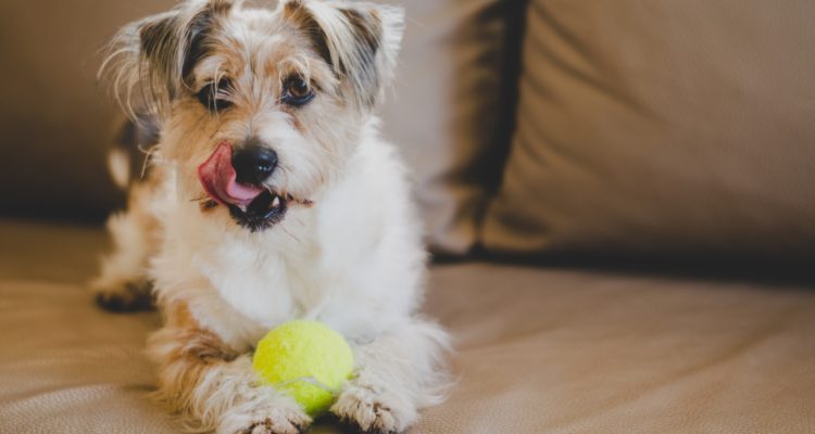 Cómo cuidar a las mascotas durante las celebraciones de Año Nuevo