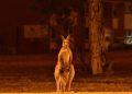 Australia ordena la evacuación de ciudades ante ola de calor e incendios