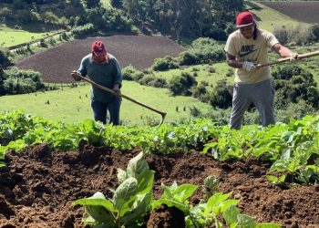 INDAP implementa medidas en apoyo a los agricultores afectados por la pandemia