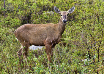 Consejo de Ministros aprueba tres Planes de Recuperación, Conservación y Gestión de Especies
