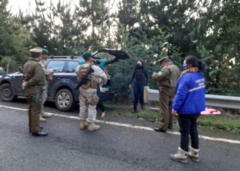 Carabineros, Ejército y Seguridad ciudadana continúan fiscalizando en Cobquecura