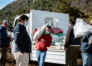 Ganaderos del sector PIchirrincón recibieron concentrado para alimentar ganado con apoyo de Indap