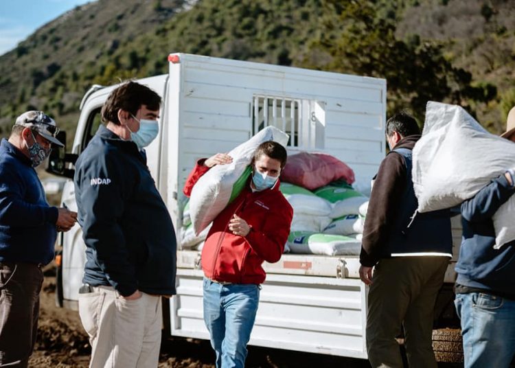 Ganaderos del sector PIchirrincón recibieron concentrado para alimentar ganado con apoyo de Indap