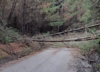 Árboles que cayeron al camino interrumpen el tránsito en sector rural de Trehuaco