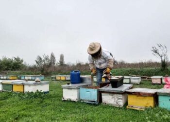 Indemnizaciones por más de $34 millones recibieron apicultores afectados por la sequía en Ñuble