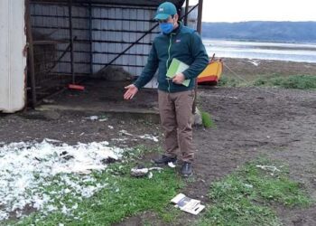 Denuncian matanza de 2 cisnes de cuello negro en sector Vegas de Itata