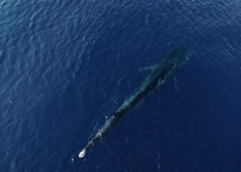 La agonía de Fluker, la ballena sin aleta que muestra el daño que los humanos le hacen a su especie