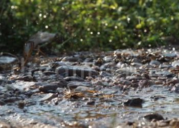 Declaran Alerta Temprana Preventiva para la región de Ñuble por evento meteorológico de lluvias