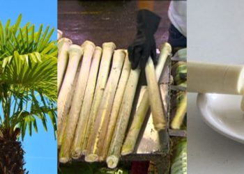 ¿De dónde vienen los palmitos? 10 vegetales y especias que no sabías cómo crecían 