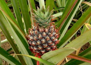 ¿De dónde viene una piña? 15 vegetales y frutos secos que no sabías cómo crecían