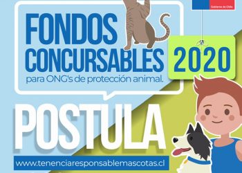 Subdere lanza Fondos Concursables para Programa Mascota Protegida en Ñuble