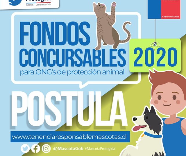 Subdere lanza Fondos Concursables para Programa Mascota Protegida en Ñuble
