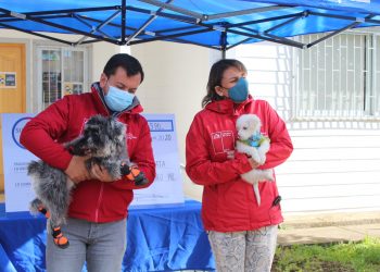 Subdere y Gobernación de Itata lanzan Plan Médico Veterinario en Terreno