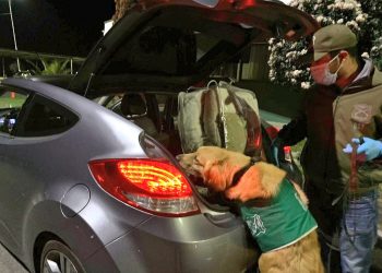 Balance de Carabineros del 18 de septiembre: 98 detenidos por incumplir medidas sanitarias en Ñuble