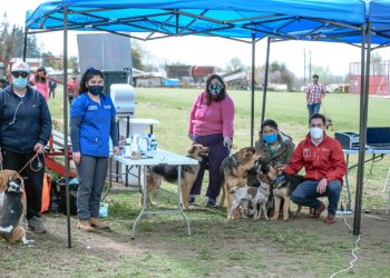 Plan Veterinario en Terreno: Gobernación de Punilla ha atendido casi 460 mascotas