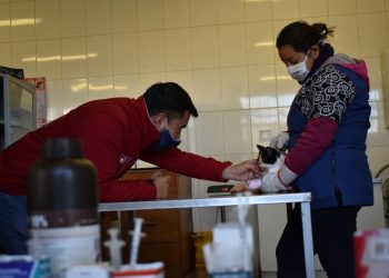 Subdere y Municipalidad de Pinto lanzan Plan Médico Veterinario en tu comuna