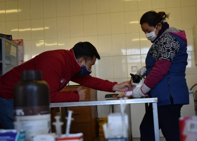 Subdere y Municipalidad de Pinto lanzan Plan Médico Veterinario en tu comuna
