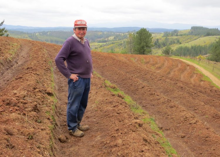 Este 2020: INDAP destinó 1.700 millones al Programa Recuperación de Suelos en la Región de Ñuble 